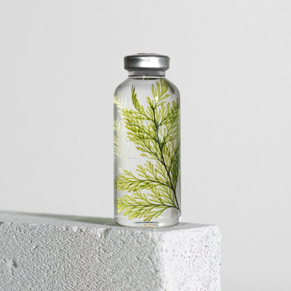 Bottle Plant - Felce Tabaria - SPS_021
